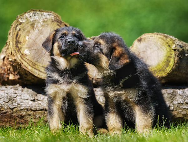 puppies kissing