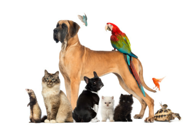 pets